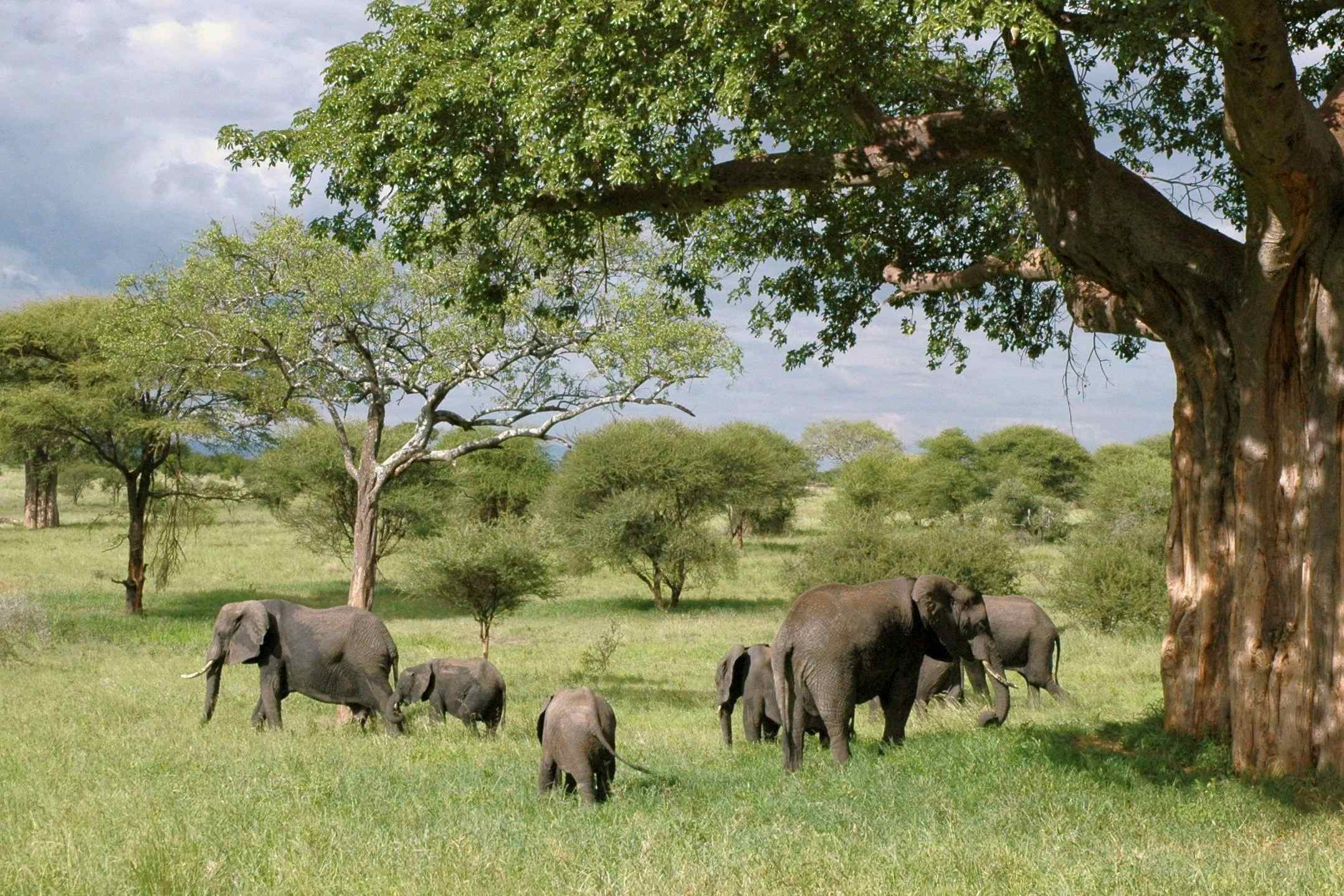 Africa eSIM 14 Countries